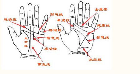 掌中纹理的全方位解读