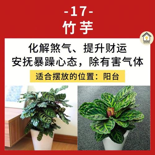 木质植物的风水可以旺财吗
