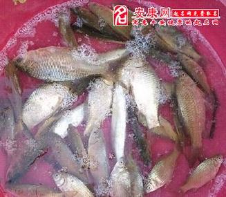 已婚女人梦见抓好多鱼的征兆