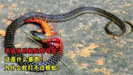 梦见蛇杀死人周公解梦,梦见蛇杀死人是什么意思?