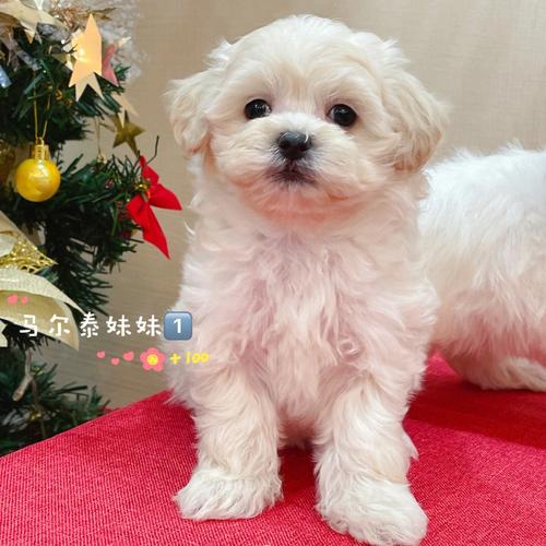 小型犬泰迪宠物狗取名字可爱洋气