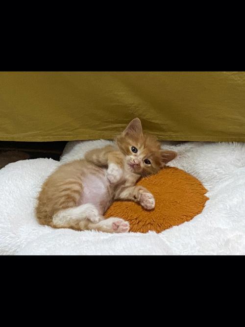 梦见蟑螂和猫