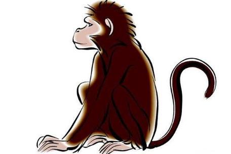 属猴会因为什么而变得贫穷