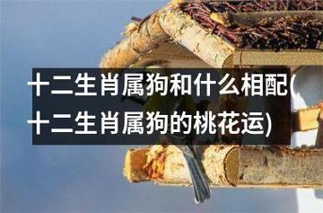 12属相2012年爱情桃花运势预示-狗
