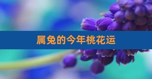 属兔2021年10月有正桃花吗