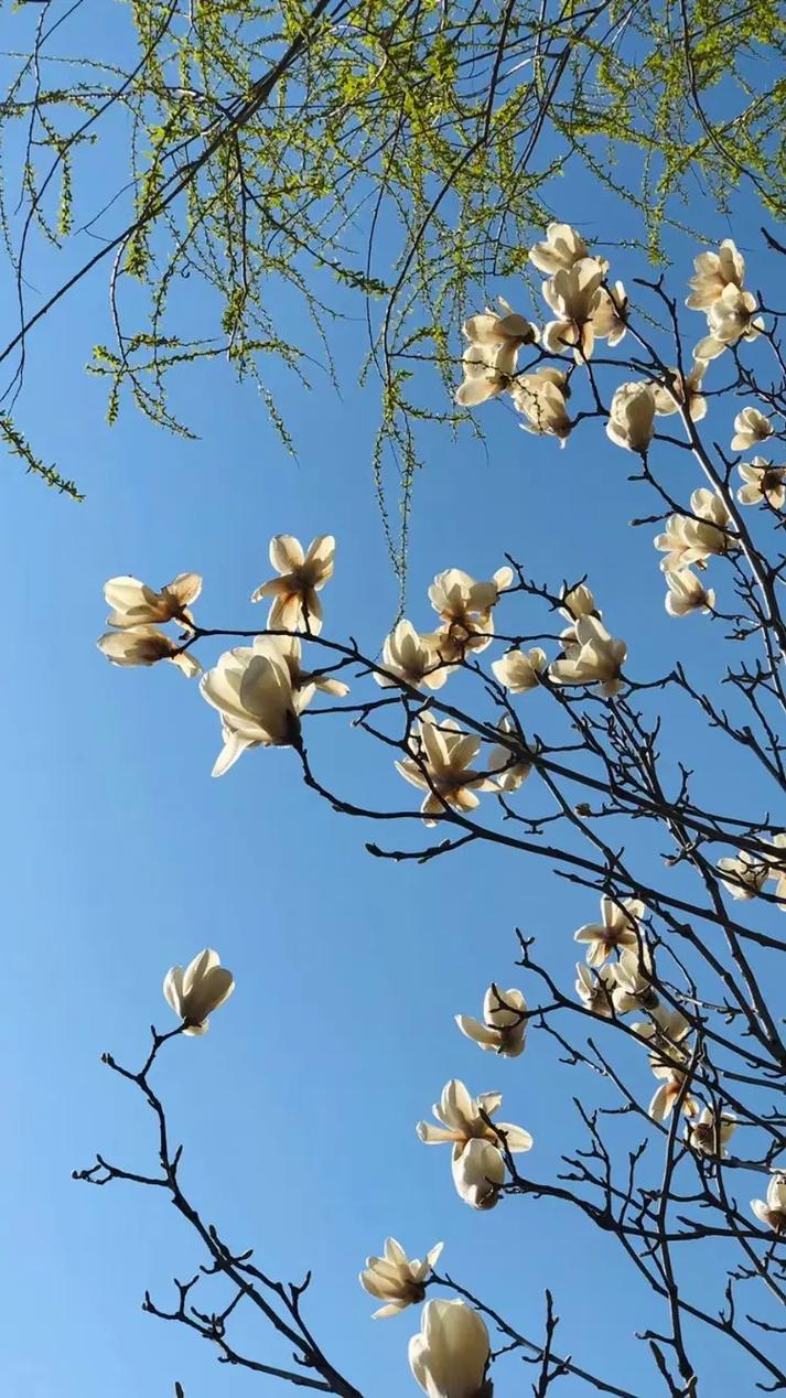 白玉兰花语是什么,送白玉兰代表的含义?