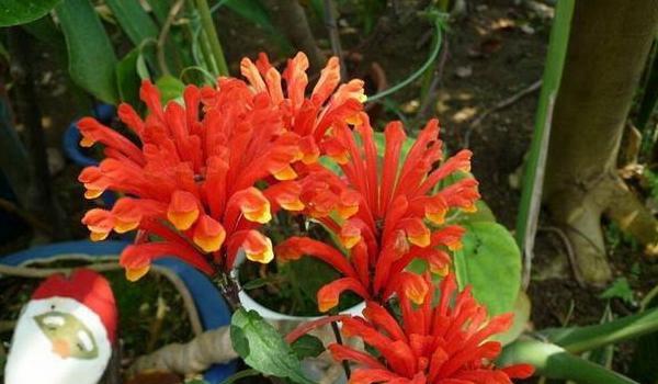 珊瑚花花语:爱慕之心、细腻的感情、高贵