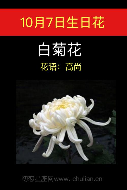 10月7日花语:白菊花,生日花语高尚