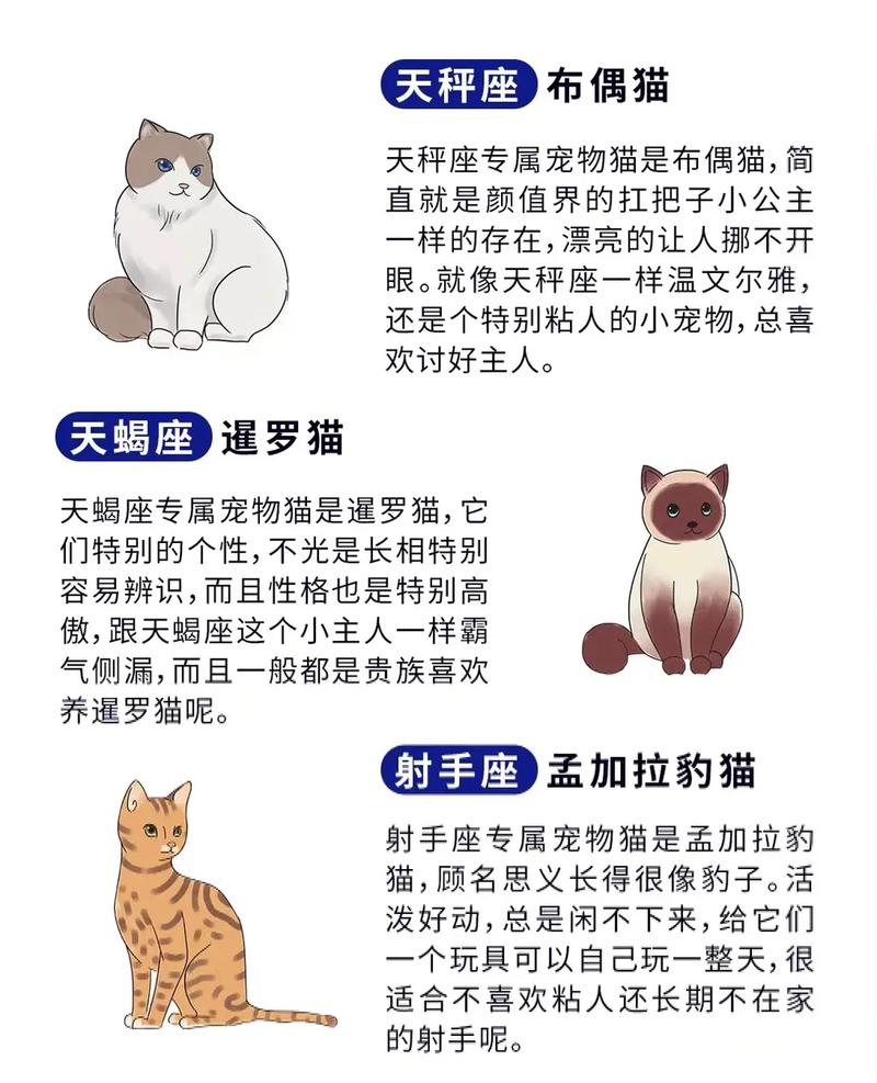 金牛座适合养什么猫