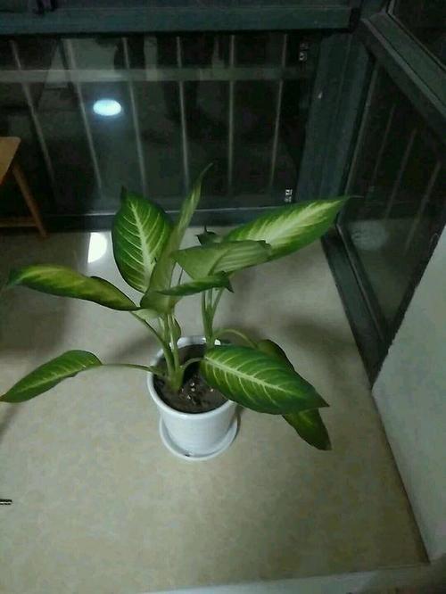 梦见房间里长出万年青
