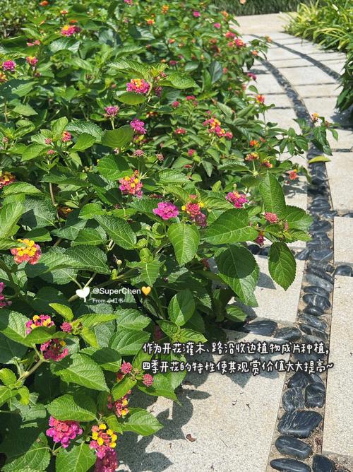 各种花的花语:马缨丹花语