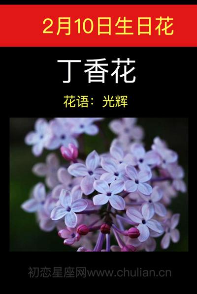2月10日生日花语:丁香花