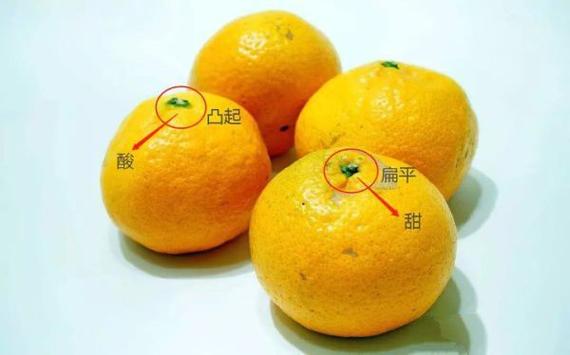 橘子和桔子有什么区别