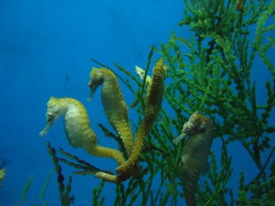 梦见海马周公解梦，梦见海马是什么意思？