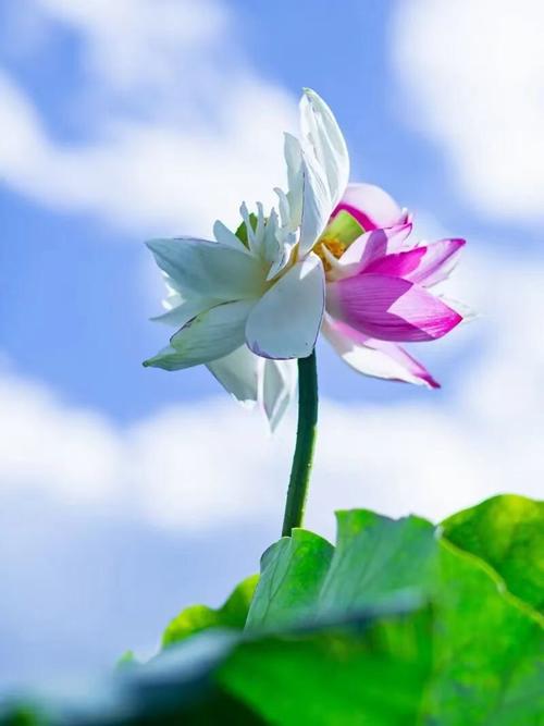 6月开始好运绽放