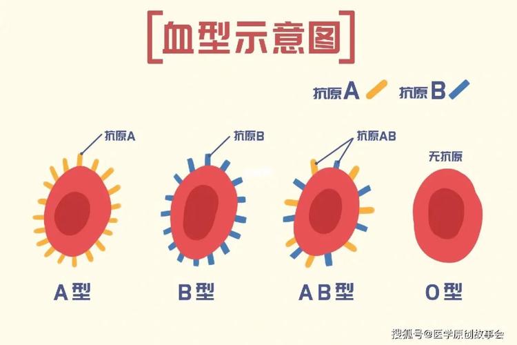 看A型血有哪些限制和秘密