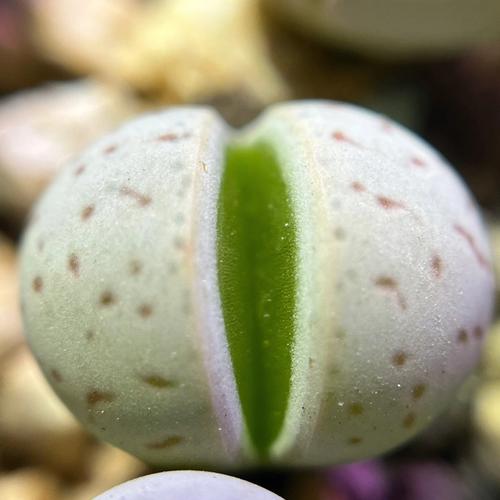 萌你的钢铁心,瑙琳玉系生石花