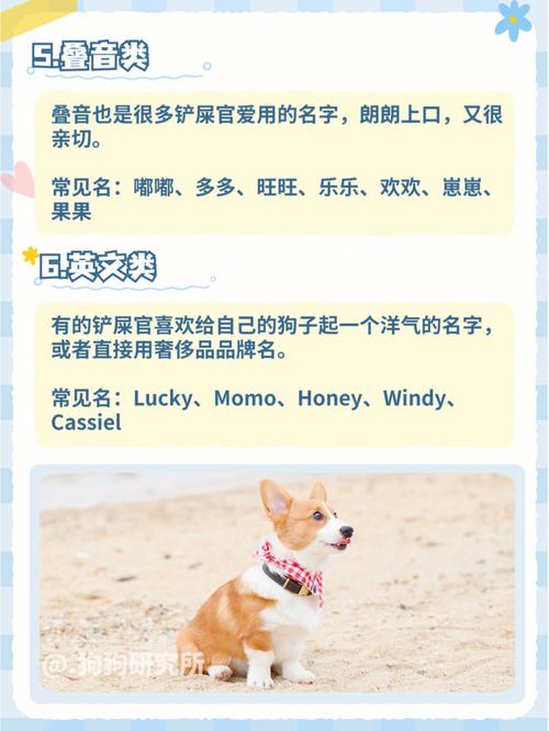 好运有寓意宠物名字大全中英文