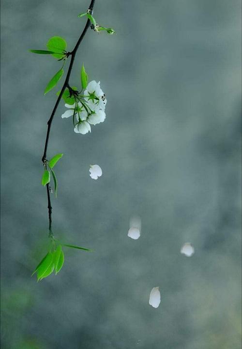 梦见梨花是什么预兆