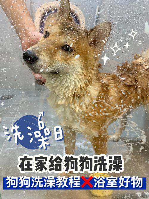 梦见别人给狗洗澡