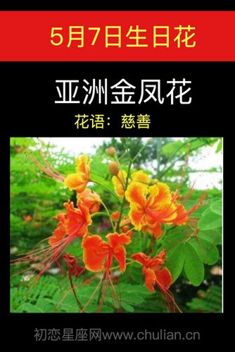 5月6日花语:金凤花,生日花语智能