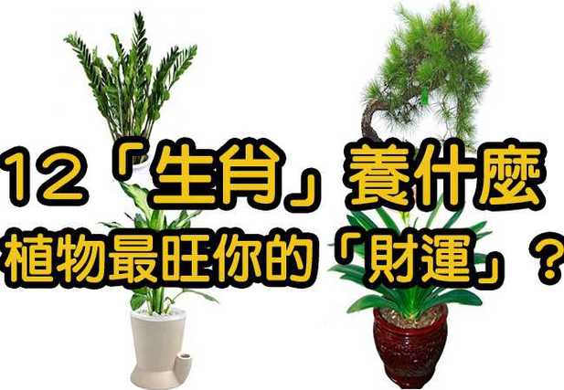 办公室风水:十二生肖最配的绿色植物有哪些?
