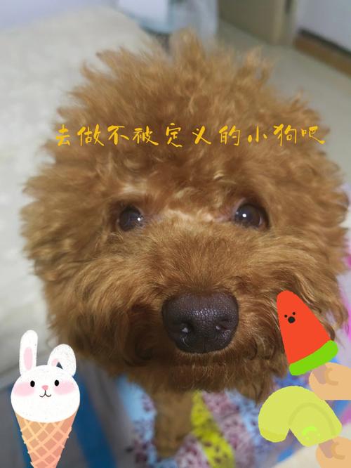 梦见恶犬但没有咬到我有什么征兆