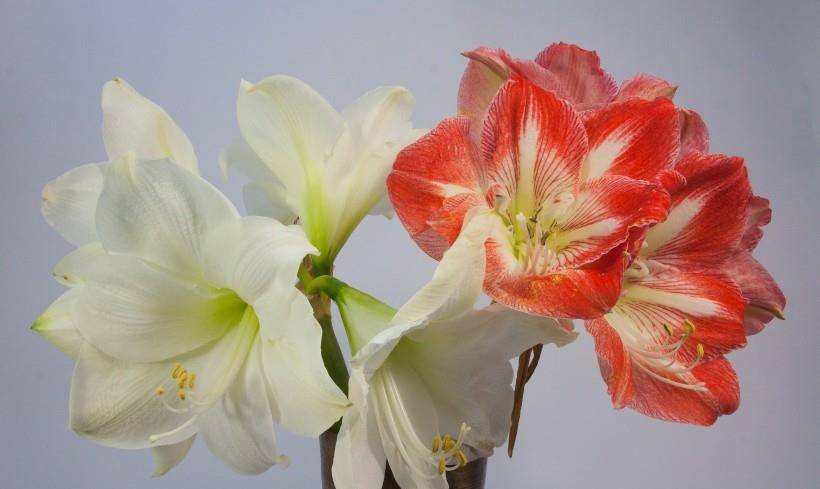 7月下旬 这4大星座桃花绽放 遇见爱情 牵手幸福