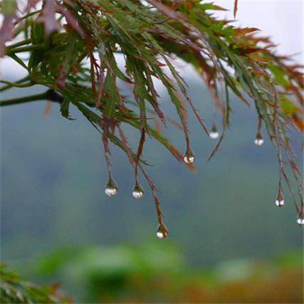 梦见春天细雨是什么意思