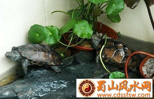 办公室养小乌龟风水