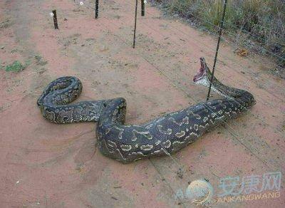 梦见别人被大蟒蛇吃掉是啥意思