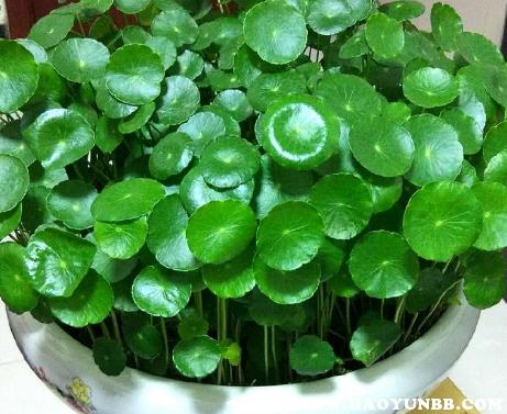 属蛇的种什么植物旺财