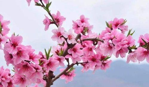 梦到这些情况就是桃花运要上门了