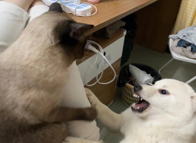 梦见猫狗打架是什么意思