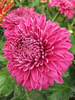 梦见红色菊花