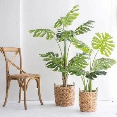 家居植物摆放宜忌相关推荐,家居植物忌讳
