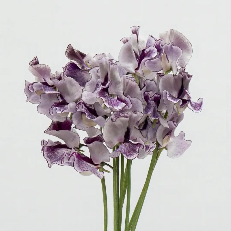 香豌豆花花语和香豌豆花寓意