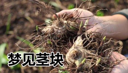 梦见茎块是什么意思