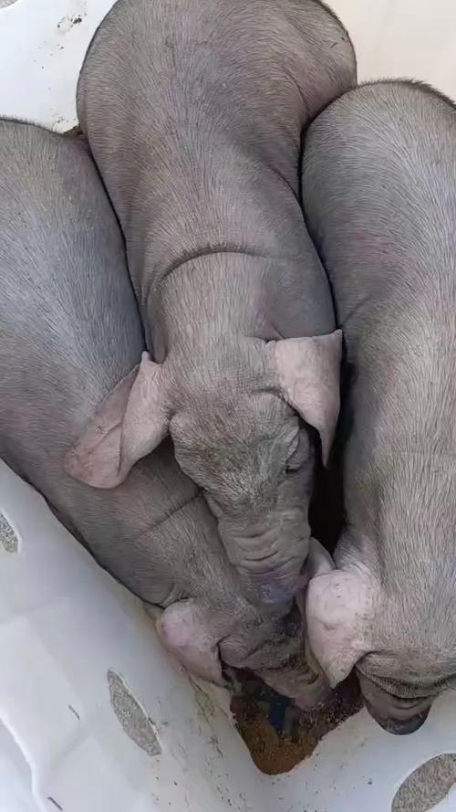 梦见白母猪咬我鞋