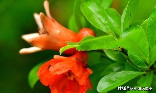 2012年6月那些生肖喜欢拈花惹草