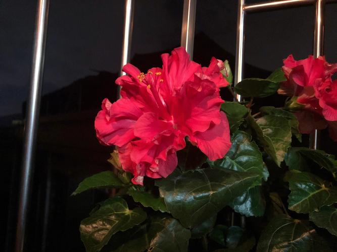 扶桑花代表死亡吗