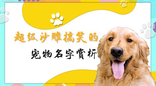 沙雕又有意思宠物名字趣味满满