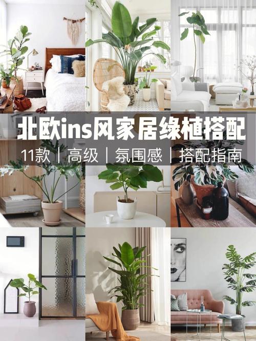 家居植物应如何摆放?