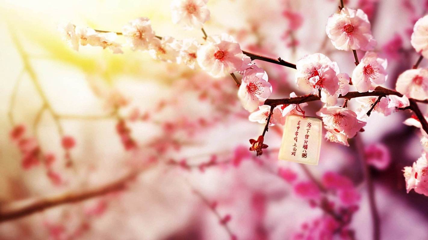 没有桃花运怎么破解