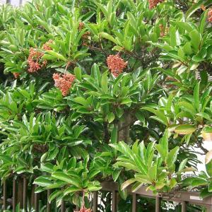 植物花语:珊瑚树花语是什么