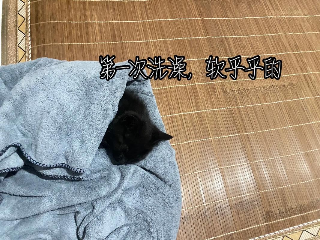 梦见老公抓到一只猫