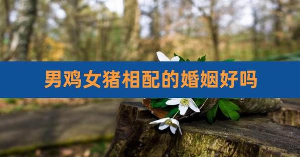鸡配猪合婚吗 鸡和猪合不合适婚姻