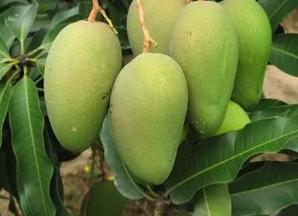梦见芒果成熟 周公解梦之梦到芒果成熟