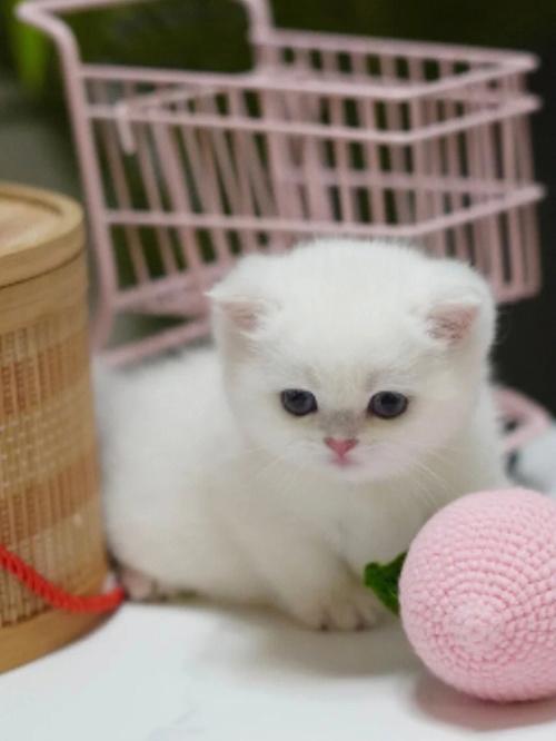 梦见可爱的小猫崽