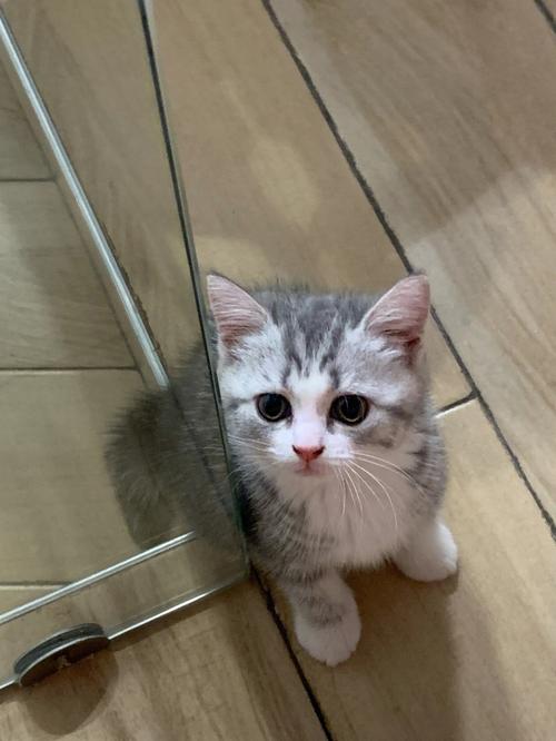 巨蟹座最适合养的宠物猫